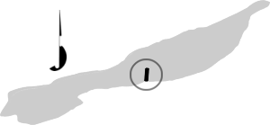 FIGURE 1. Location of Angly Lake gill net sets, August 6, 1999.