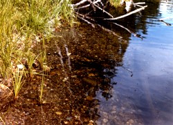 Figure 4. Shoreline substrate in Bow Lake.