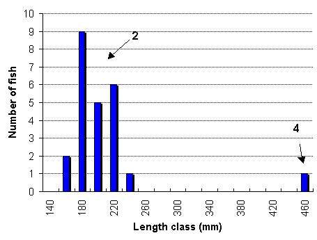 FIGURE 2. Length frequency distribution of brook trout captured in Byers Lake, August 27, 1999.