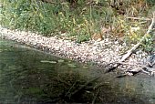 PHOTO 6. Typical shoreline substrate. July 24, 1985.