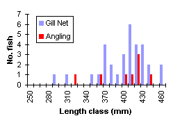 FIGURE 3. Length frequency distribution of rainbow trout captured in 1998