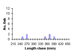 FIGURE 6. Length frequency distribution of brook trout sampled by gill net, May 1998.