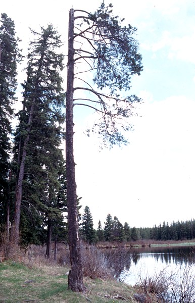 Grizzly Lake (West) benchmark tree, May 2000.