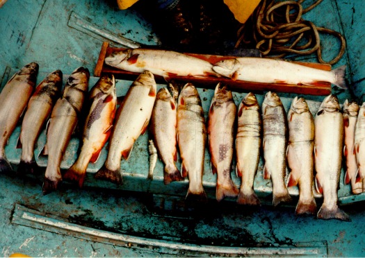 PHOTO 3. Brook trout captured in La Salle Lake (West), 1992