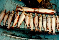 La Salle Lake (West) brook trout, 1992