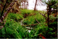 La Salle Lake (West) outlet, 1997