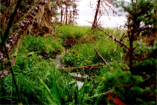 PHOTO 4. La Salle Lake (West) outlet, 1997
