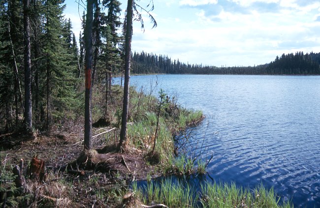 PHOTO 2. Nelson Lake, May 2000.
