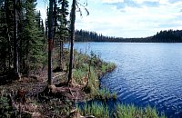 PHOTO 2. Nelson Lake, May 2000.
