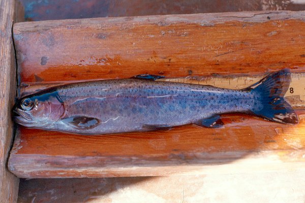 PHOTO 3. Nelson Lake rainbow trout #10, May 2000.