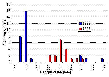 FIGURE 3. Length frequency distribution of rainbow trout captured in Portal Lake, comparing 1999 and 1985 results.
