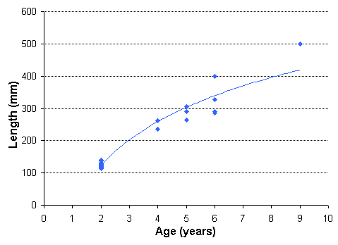 FIGURE 4. Age vs. length of rainbow trout captured in Sawmill Lake, August 19, 1999