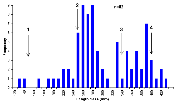 FIGURE 4. Length frequency distribution of brook trout sampled in Shere Lake, May 21, 1998. Arrows indicate mean length by age class.