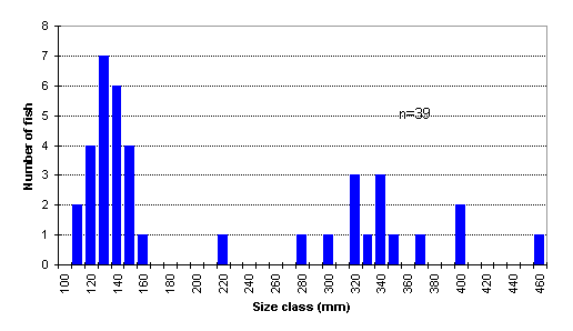 FIGURE 3. Length frequency distribution of rainbow trout captured in Tsitniz Lake, June 18, 1998
