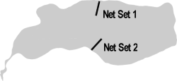 FIGURE 1. Location of Witney Lake gill net sets, August 11 to 13, 1999.