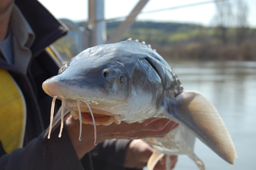 Photo taken by Cory Williamson, on the Nechako River (Nechako white sturgeon, Acipenser transmontanus).