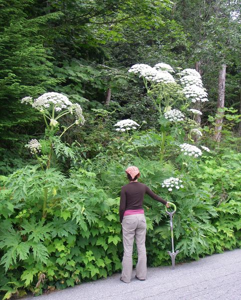 Giant hogweed