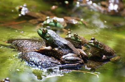 American bullfrog