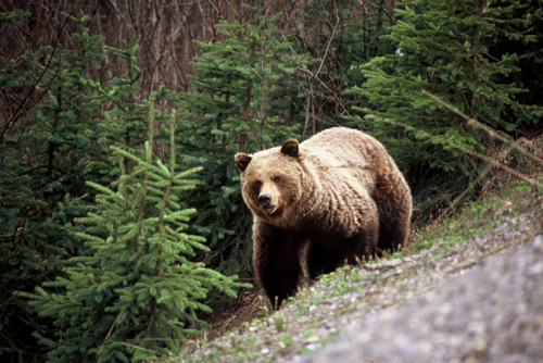 Photo of a Grizzly bear.