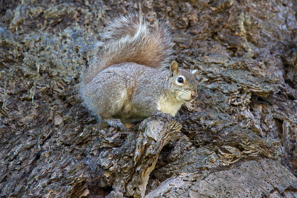 Eastern grey squirrel