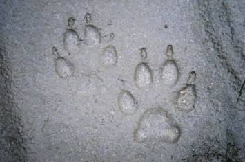 Wolf tracks from North Thompson river valley