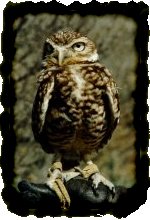 Burrowing Owl