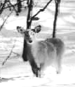 click here for more information on Columbian black-tailed deer