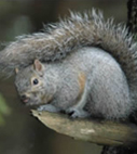 Click here for more information on Eastern Grey Squirrel and native Red Squirrels
