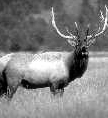 click here for more information on Roosevelt Elk
