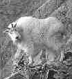 click here for more information on Mountain Goat