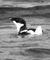 click here for more information on Marbled Murrelet