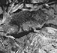 click here for more information on Vancouver Island Water Shrew