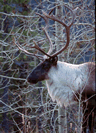 caribou