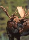 elk