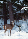 deer