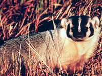 Badger