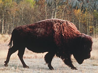 Bison