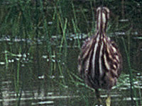 Bittern