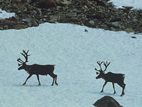 Caribou