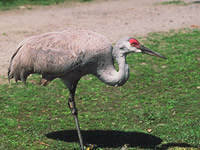 Sandhill Crane