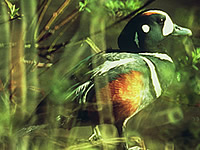 Harlequin Duck