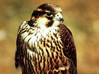 Cliff Falcons