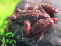 Tailed Frog