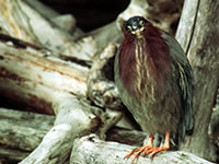 Green Heron