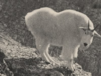 Mountain Goat