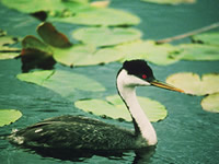 Western Grebe