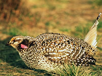 Sharp-tailed Grouse