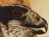 Hawk