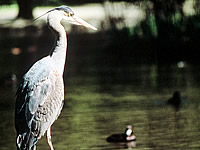 Great Blue Heron