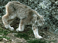 Lynx